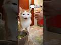 Kucing Tapi Suka Makan Sayur #kucing #cat