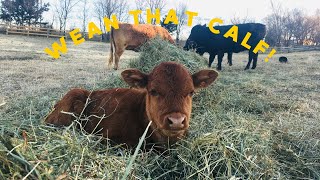 How to wean calves on a small scale ranch