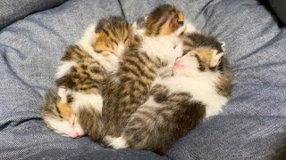 団子になって気持ち良さそうに眠る子猫。  Kittens that gather and sleep soundly.