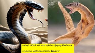 பாம்பும் கீரியும் ஏன் பரம எதிரியா இருக்கு தெரியுமா? பலருக்கும் தெரியாத காரணம் இதுதான்!