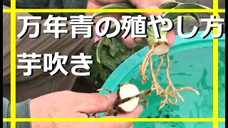 【万年青のふやし方】芋吹きの実際 【万年青の豊明園】【How to propagate OMOTO 】Rohdea japonica　作業動画　ランセット　嶺雲　奴吹き