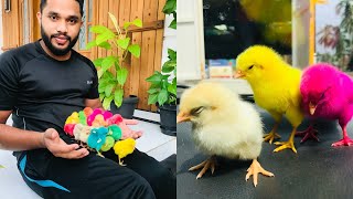 കളർ കോഴികളെ വാങ്ങിയാലോ    Color chicks 🐣