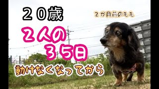 ももとの日々＃275 突然歩けなくなった20歳シニア犬、ももとおかあさんの35日間