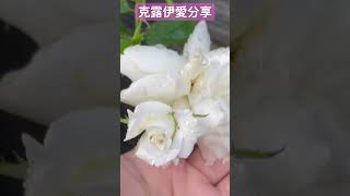 克露伊愛分享 加百列大天使 玫瑰 月季 樹玫瑰。來自尚實樹玫瑰