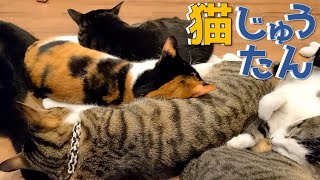 床暖房の上では猫じゅうたんになる猫スタッフ