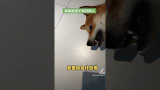 柴柴說我才是好男人的模範！！！#柴犬 #shibainu #dog #狗 #tiktok #好男人 #毛小孩