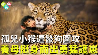 孤兒小猴慘遭鬣狗襲擊，危急時刻花豹媽媽挺身而出，勇猛護崽！#猴子 #花豹 #收養 #感動 #母愛 #奇跡 #心靈飼養員