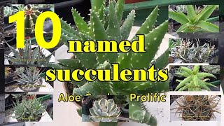 The Plant Traveller: 10 Young  Named Succulents