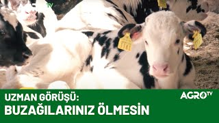 Buzağı Bakımı ve Beslemesi - UZMAN GÖRÜŞÜ / Agro TV