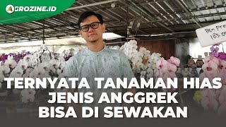 Peluang Bisnis Tanaman Hias Anggrek Mulai dari Kolektor Hingga Bisa Disewakan. Pasarkan Online Juga