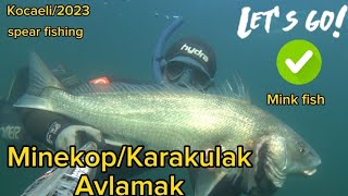 Minekop/Karakulak /Dev balık #spearfishing