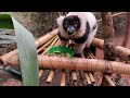 dancing lemur the horizontal jump “sifaka” is super fun republic of madagascar lemur park