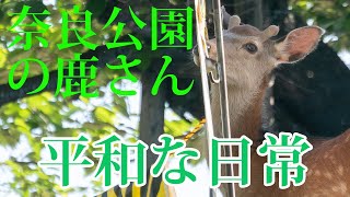 奈良 鹿達の日常 夏の奈良公園は鹿だけでなく鳥たちも活発 【奈良のシカ】