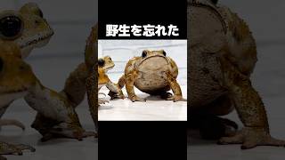 野生を忘れたヒキガエル　Funny Toad Video