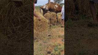 పేడ గుంతలో ఆవు పడిపోయింది #cow #dairyfarm