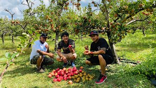 PICK YOUR OWN APPLES  | Pinoy in New Zealand