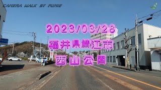 福井県鯖江市西山公園の春2023！