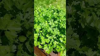 How to Grow Parsley #shorts #parsley #manangbidaymoscow