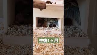 セキセイインコのヒナ達がそろそろ巣立ちそうです One-month-old budgie chicks.