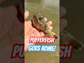 Rescuing a Stunning Grass Pufferfish! #Shorts #pufferfish #fishing