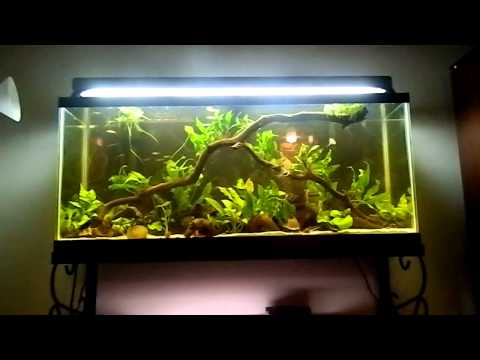 Fish Tank Question - How Often do you do a Water Change? Fish Tank Question - How Often do you do a Water Change?