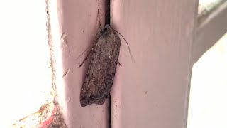 Wet spring helps fuel Albuquerque's massive moth influx