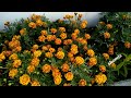 marigold plant care malayalam ഏതുകാലാവസ്ഥയിലും അനായാസം വളരും വീട്ടമ്മമാർക്ക്‌ വരുമാനമുണ്ടാക്കാം