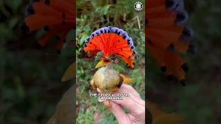 Tropical Royal Flycatcher 🐦 This Bird is Insane!