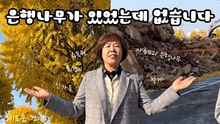 신가동 재개발 지역 340주의 은행나무가 있었다가 없어질 뻔 했다😱ㅣ진보당 최경미