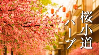 小さな春の物語【ゆったり癒しBGM】読書用・作業用BGM、リラックス音楽