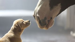 ▶ Budweiser Super Bowl XLVIII Commercial Puppy Love