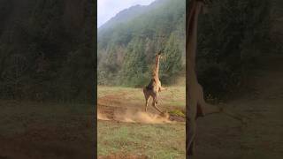 ஒட்டகச்சிவிங்கியின் வலிமை #animals #animalshorts #giraffe