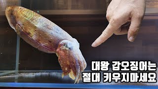 대형 갑오징어를 절대 키우면 안되는 이유 ㄷㄷ 어항이 초토화 되었네요ㅠ