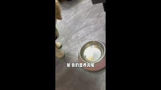 小莫：你说营养膏这玩意谁研究的呢，我和煤球咋都那么爱吃呢！ #假如宠物会说话  #谁能拒绝傻憨憨的小狗  #萌宠好物 