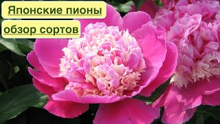 ЯПОНСКИЕ ТРАВЯНИСТЫЕ ПИОНЫ. ОБЗОР КРАСИВЫХ СОРТОВ. Japanese herbaceous peonies