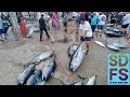 BIG BLUEFIN TUNA San Diego Sportfishing Report July 2024