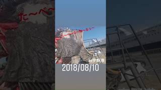 【うみぽす2018 】動くポスター（動画）部門 ＜エリア賞 ＞ 岡山　作者：羽島めい（神宿）