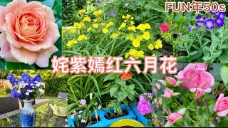 六月的花园 - 姹紫嫣红 一波接一波｜多年生庭院花卉 -飞燕草 小白菊 月见草 老鹤草 玫瑰 薰衣草 铁线莲 金银花 芍药 鸢尾 虞美人 山茶花