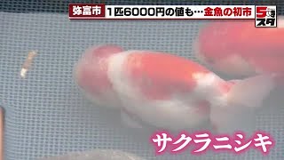 【金魚】大きく育った金魚「サクラニシキ」は1匹6000円で落札　「全国有数の金魚の産地」愛知県弥富市で初市 (2025年1月27日)