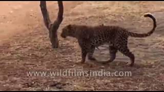 Leopard prowls a forested path in India, carrying an ungainly peacock, expertly jumps over fences