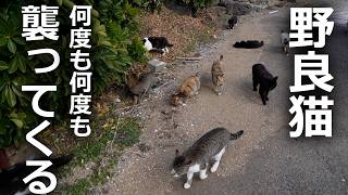 【何度も何度も付いてくる】野良猫たちが必死なその理由とは…