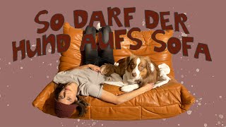 Darf der Hund auf die Couch? // Mit dieser einfachen Regel löst du das Problem // hundplusherz