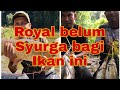 sg kejar, royal belum surga ikan kelah dan ikan tengas