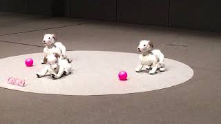 ソニーの新型「aibo」が動く様子