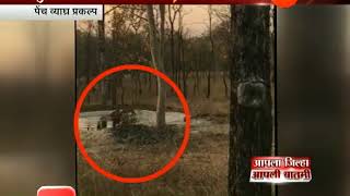 Vidarbha | Jungle Tiger With Cub Enjoying At Water Lakes