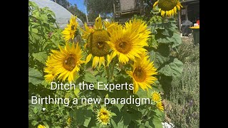 Ditch the 'experts' ~ Birthing of a new paradigm