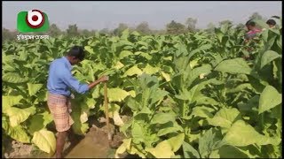 খাগড়াছড়িতে বাড়ছে তামাক চাষ: প্রক্রিয়াজাতকরনে পোড়ানো হচ্ছে পাহাড়ী গাছপালা | Tobacco Cultivation