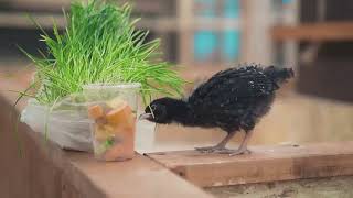 Crows - 10 Facts That Will Blow Your Mind!