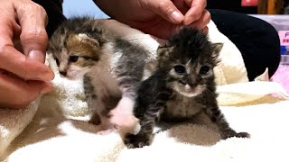 よちよち歩きのかわいい赤ちゃん子猫達を生後一か月の子猫に会わせてみたら…