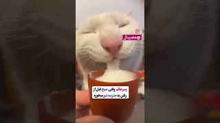 ۷ فوریهٔ ۲۰۲۵